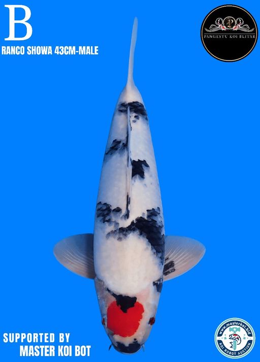 Lelang Koi Online, Jual Beli Ikan Koi, Pusat Jual Beli Koi, Info Lelang Koi Hari Ini, Platform Jual Beli Koi, Jual Beli Ikan Koi Online, Marketplace Ikan Koi, Jual Koi Terbaik, Tempat Beli Koi Berkualitas, Pasar Ikan Koi Online Terpercaya, Penjual Ikan Koi Terpercaya, Beli Koi Hias Online, Ikan Koi untuk Dijual, Koi Kualitas Terbaik, Toko Online Ikan Koi, Koi Hias Untuk Dijual, Jual Beli Ikan Koi Lokal, Koi Indonesia Online, Pusat Jual Beli Koi Terbesar