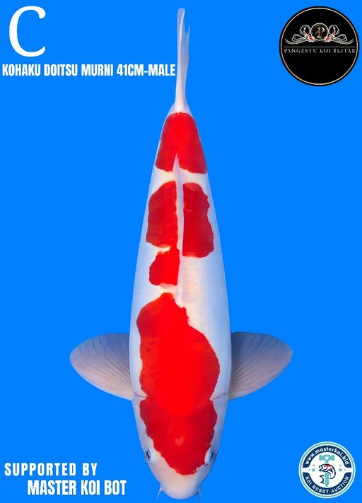 Lelang Koi Online, Jual Beli Ikan Koi, Pusat Jual Beli Koi, Info Lelang Koi Hari Ini, Platform Jual Beli Koi, Jual Beli Ikan Koi Online, Marketplace Ikan Koi, Jual Koi Terbaik, Tempat Beli Koi Berkualitas, Pasar Ikan Koi Online Terpercaya, Penjual Ikan Koi Terpercaya, Beli Koi Hias Online, Ikan Koi untuk Dijual, Koi Kualitas Terbaik, Toko Online Ikan Koi, Koi Hias Untuk Dijual, Jual Beli Ikan Koi Lokal, Koi Indonesia Online, Pusat Jual Beli Koi Terbesar