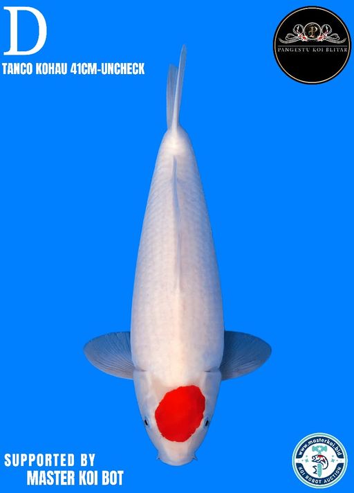 Lelang Koi Online, Jual Beli Ikan Koi, Pusat Jual Beli Koi, Info Lelang Koi Hari Ini, Platform Jual Beli Koi, Jual Beli Ikan Koi Online, Marketplace Ikan Koi, Jual Koi Terbaik, Tempat Beli Koi Berkualitas, Pasar Ikan Koi Online Terpercaya, Penjual Ikan Koi Terpercaya, Beli Koi Hias Online, Ikan Koi untuk Dijual, Koi Kualitas Terbaik, Toko Online Ikan Koi, Koi Hias Untuk Dijual, Jual Beli Ikan Koi Lokal, Koi Indonesia Online, Pusat Jual Beli Koi Terbesar