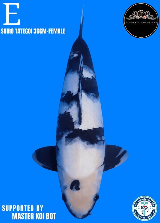 Lelang Koi Online, Jual Beli Ikan Koi, Pusat Jual Beli Koi, Info Lelang Koi Hari Ini, Platform Jual Beli Koi, Jual Beli Ikan Koi Online, Marketplace Ikan Koi, Jual Koi Terbaik, Tempat Beli Koi Berkualitas, Pasar Ikan Koi Online Terpercaya, Penjual Ikan Koi Terpercaya, Beli Koi Hias Online, Ikan Koi untuk Dijual, Koi Kualitas Terbaik, Toko Online Ikan Koi, Koi Hias Untuk Dijual, Jual Beli Ikan Koi Lokal, Koi Indonesia Online, Pusat Jual Beli Koi Terbesar