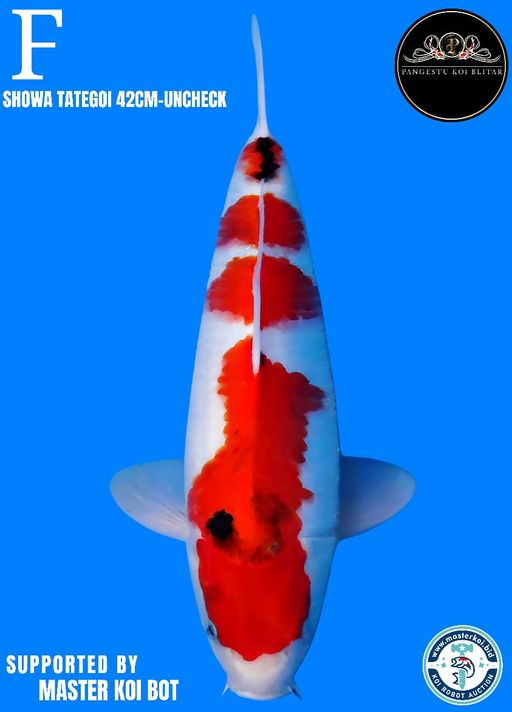 Lelang Koi Online, Jual Beli Ikan Koi, Pusat Jual Beli Koi, Info Lelang Koi Hari Ini, Platform Jual Beli Koi, Jual Beli Ikan Koi Online, Marketplace Ikan Koi, Jual Koi Terbaik, Tempat Beli Koi Berkualitas, Pasar Ikan Koi Online Terpercaya, Penjual Ikan Koi Terpercaya, Beli Koi Hias Online, Ikan Koi untuk Dijual, Koi Kualitas Terbaik, Toko Online Ikan Koi, Koi Hias Untuk Dijual, Jual Beli Ikan Koi Lokal, Koi Indonesia Online, Pusat Jual Beli Koi Terbesar