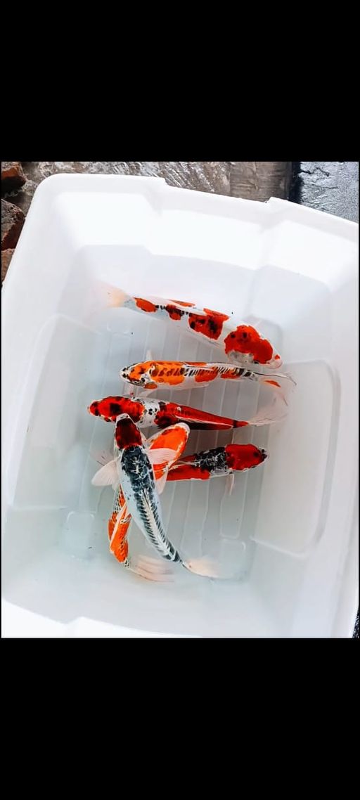 Lelang Koi Online, Jual Beli Ikan Koi, Pusat Jual Beli Koi, Info Lelang Koi Hari Ini, Platform Jual Beli Koi, Jual Beli Ikan Koi Online, Marketplace Ikan Koi, Jual Koi Terbaik, Tempat Beli Koi Berkualitas, Pasar Ikan Koi Online Terpercaya, Penjual Ikan Koi Terpercaya, Beli Koi Hias Online, Ikan Koi untuk Dijual, Koi Kualitas Terbaik, Toko Online Ikan Koi, Koi Hias Untuk Dijual, Jual Beli Ikan Koi Lokal, Koi Indonesia Online, Pusat Jual Beli Koi Terbesar