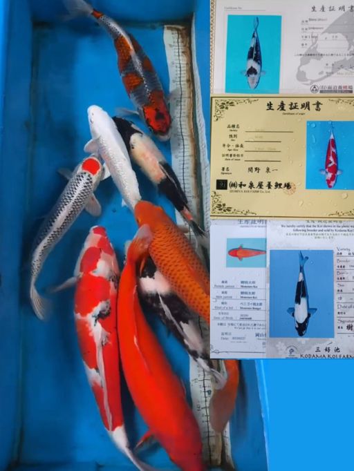 Lelang Koi Online, Jual Beli Ikan Koi, Pusat Jual Beli Koi, Info Lelang Koi Hari Ini, Platform Jual Beli Koi, Jual Beli Ikan Koi Online, Marketplace Ikan Koi, Jual Koi Terbaik, Tempat Beli Koi Berkualitas, Pasar Ikan Koi Online Terpercaya, Penjual Ikan Koi Terpercaya, Beli Koi Hias Online, Ikan Koi untuk Dijual, Koi Kualitas Terbaik, Toko Online Ikan Koi, Koi Hias Untuk Dijual, Jual Beli Ikan Koi Lokal, Koi Indonesia Online, Pusat Jual Beli Koi Terbesar