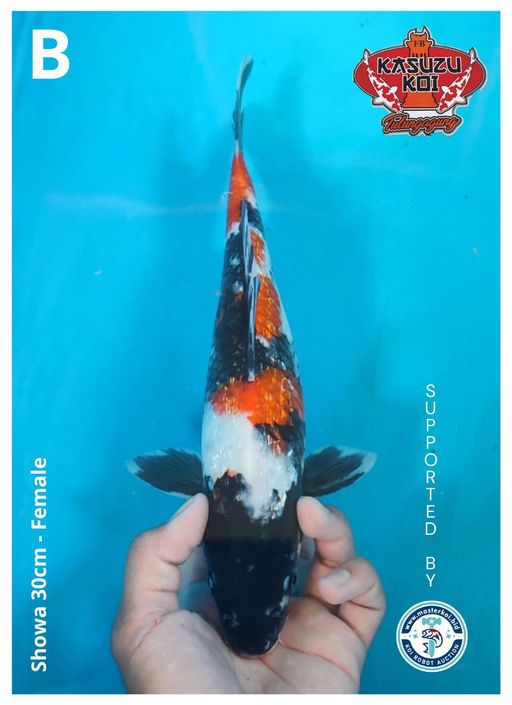 Lelang Koi Online, Jual Beli Ikan Koi, Pusat Jual Beli Koi, Info Lelang Koi Hari Ini, Platform Jual Beli Koi, Jual Beli Ikan Koi Online, Marketplace Ikan Koi, Jual Koi Terbaik, Tempat Beli Koi Berkualitas, Pasar Ikan Koi Online Terpercaya, Penjual Ikan Koi Terpercaya, Beli Koi Hias Online, Ikan Koi untuk Dijual, Koi Kualitas Terbaik, Toko Online Ikan Koi, Koi Hias Untuk Dijual, Jual Beli Ikan Koi Lokal, Koi Indonesia Online, Pusat Jual Beli Koi Terbesar