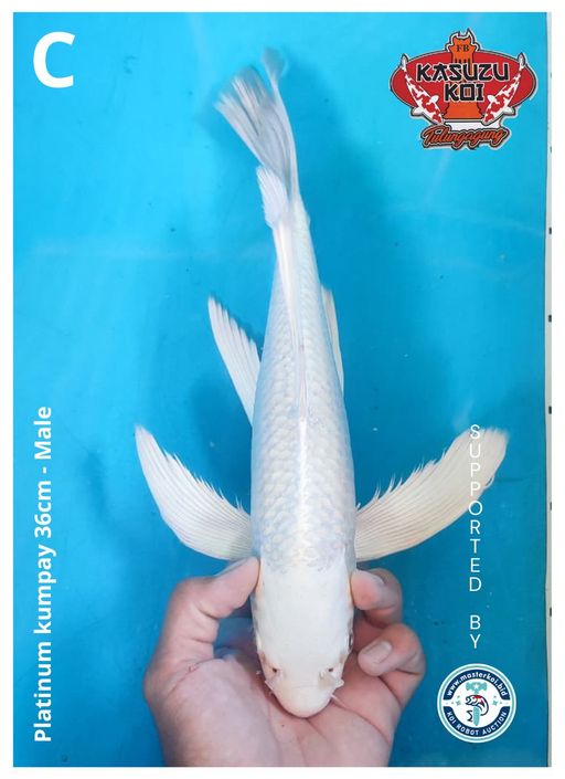 Lelang Koi Online, Jual Beli Ikan Koi, Pusat Jual Beli Koi, Info Lelang Koi Hari Ini, Platform Jual Beli Koi, Jual Beli Ikan Koi Online, Marketplace Ikan Koi, Jual Koi Terbaik, Tempat Beli Koi Berkualitas, Pasar Ikan Koi Online Terpercaya, Penjual Ikan Koi Terpercaya, Beli Koi Hias Online, Ikan Koi untuk Dijual, Koi Kualitas Terbaik, Toko Online Ikan Koi, Koi Hias Untuk Dijual, Jual Beli Ikan Koi Lokal, Koi Indonesia Online, Pusat Jual Beli Koi Terbesar