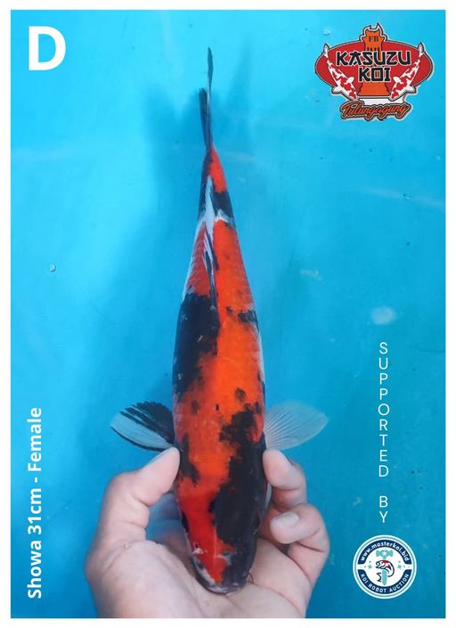 Lelang Koi Online, Jual Beli Ikan Koi, Pusat Jual Beli Koi, Info Lelang Koi Hari Ini, Platform Jual Beli Koi, Jual Beli Ikan Koi Online, Marketplace Ikan Koi, Jual Koi Terbaik, Tempat Beli Koi Berkualitas, Pasar Ikan Koi Online Terpercaya, Penjual Ikan Koi Terpercaya, Beli Koi Hias Online, Ikan Koi untuk Dijual, Koi Kualitas Terbaik, Toko Online Ikan Koi, Koi Hias Untuk Dijual, Jual Beli Ikan Koi Lokal, Koi Indonesia Online, Pusat Jual Beli Koi Terbesar