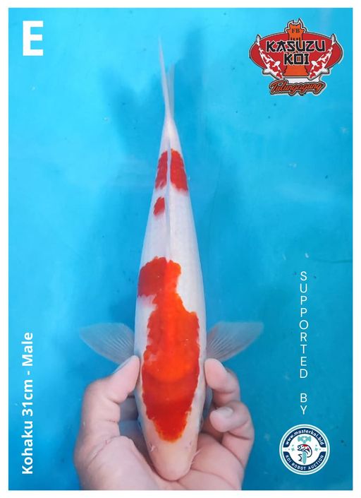 Lelang Koi Online, Jual Beli Ikan Koi, Pusat Jual Beli Koi, Info Lelang Koi Hari Ini, Platform Jual Beli Koi, Jual Beli Ikan Koi Online, Marketplace Ikan Koi, Jual Koi Terbaik, Tempat Beli Koi Berkualitas, Pasar Ikan Koi Online Terpercaya, Penjual Ikan Koi Terpercaya, Beli Koi Hias Online, Ikan Koi untuk Dijual, Koi Kualitas Terbaik, Toko Online Ikan Koi, Koi Hias Untuk Dijual, Jual Beli Ikan Koi Lokal, Koi Indonesia Online, Pusat Jual Beli Koi Terbesar