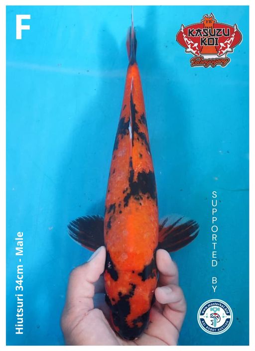 Lelang Koi Online, Jual Beli Ikan Koi, Pusat Jual Beli Koi, Info Lelang Koi Hari Ini, Platform Jual Beli Koi, Jual Beli Ikan Koi Online, Marketplace Ikan Koi, Jual Koi Terbaik, Tempat Beli Koi Berkualitas, Pasar Ikan Koi Online Terpercaya, Penjual Ikan Koi Terpercaya, Beli Koi Hias Online, Ikan Koi untuk Dijual, Koi Kualitas Terbaik, Toko Online Ikan Koi, Koi Hias Untuk Dijual, Jual Beli Ikan Koi Lokal, Koi Indonesia Online, Pusat Jual Beli Koi Terbesar