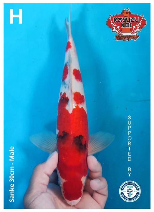 Lelang Koi Online, Jual Beli Ikan Koi, Pusat Jual Beli Koi, Info Lelang Koi Hari Ini, Platform Jual Beli Koi, Jual Beli Ikan Koi Online, Marketplace Ikan Koi, Jual Koi Terbaik, Tempat Beli Koi Berkualitas, Pasar Ikan Koi Online Terpercaya, Penjual Ikan Koi Terpercaya, Beli Koi Hias Online, Ikan Koi untuk Dijual, Koi Kualitas Terbaik, Toko Online Ikan Koi, Koi Hias Untuk Dijual, Jual Beli Ikan Koi Lokal, Koi Indonesia Online, Pusat Jual Beli Koi Terbesar