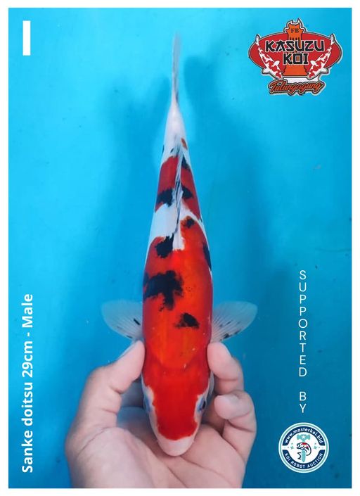 Lelang Koi Online, Jual Beli Ikan Koi, Pusat Jual Beli Koi, Info Lelang Koi Hari Ini, Platform Jual Beli Koi, Jual Beli Ikan Koi Online, Marketplace Ikan Koi, Jual Koi Terbaik, Tempat Beli Koi Berkualitas, Pasar Ikan Koi Online Terpercaya, Penjual Ikan Koi Terpercaya, Beli Koi Hias Online, Ikan Koi untuk Dijual, Koi Kualitas Terbaik, Toko Online Ikan Koi, Koi Hias Untuk Dijual, Jual Beli Ikan Koi Lokal, Koi Indonesia Online, Pusat Jual Beli Koi Terbesar