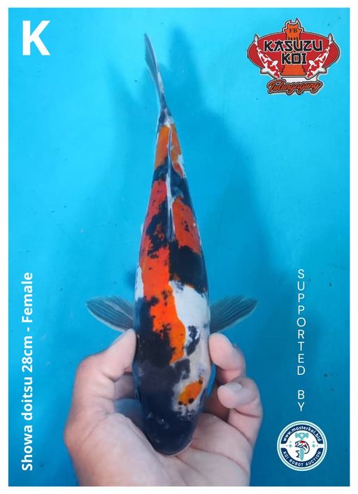 Lelang Koi Online, Jual Beli Ikan Koi, Pusat Jual Beli Koi, Info Lelang Koi Hari Ini, Platform Jual Beli Koi, Jual Beli Ikan Koi Online, Marketplace Ikan Koi, Jual Koi Terbaik, Tempat Beli Koi Berkualitas, Pasar Ikan Koi Online Terpercaya, Penjual Ikan Koi Terpercaya, Beli Koi Hias Online, Ikan Koi untuk Dijual, Koi Kualitas Terbaik, Toko Online Ikan Koi, Koi Hias Untuk Dijual, Jual Beli Ikan Koi Lokal, Koi Indonesia Online, Pusat Jual Beli Koi Terbesar