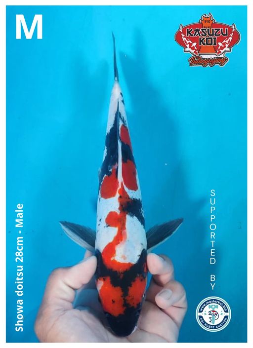 Lelang Koi Online, Jual Beli Ikan Koi, Pusat Jual Beli Koi, Info Lelang Koi Hari Ini, Platform Jual Beli Koi, Jual Beli Ikan Koi Online, Marketplace Ikan Koi, Jual Koi Terbaik, Tempat Beli Koi Berkualitas, Pasar Ikan Koi Online Terpercaya, Penjual Ikan Koi Terpercaya, Beli Koi Hias Online, Ikan Koi untuk Dijual, Koi Kualitas Terbaik, Toko Online Ikan Koi, Koi Hias Untuk Dijual, Jual Beli Ikan Koi Lokal, Koi Indonesia Online, Pusat Jual Beli Koi Terbesar