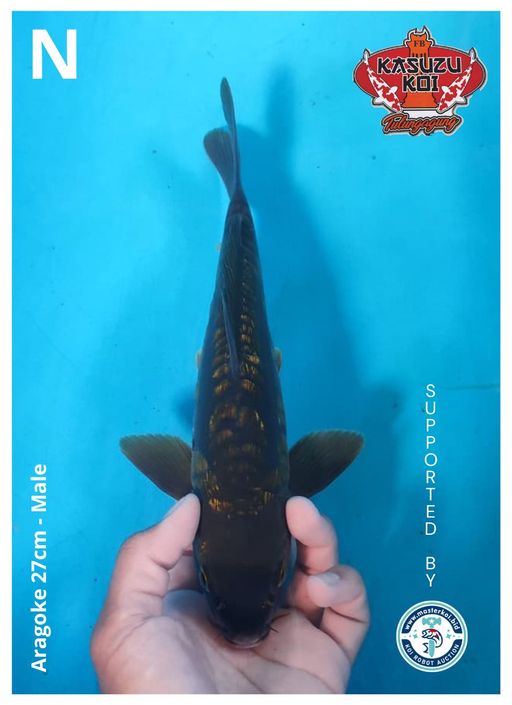 Lelang Koi Online, Jual Beli Ikan Koi, Pusat Jual Beli Koi, Info Lelang Koi Hari Ini, Platform Jual Beli Koi, Jual Beli Ikan Koi Online, Marketplace Ikan Koi, Jual Koi Terbaik, Tempat Beli Koi Berkualitas, Pasar Ikan Koi Online Terpercaya, Penjual Ikan Koi Terpercaya, Beli Koi Hias Online, Ikan Koi untuk Dijual, Koi Kualitas Terbaik, Toko Online Ikan Koi, Koi Hias Untuk Dijual, Jual Beli Ikan Koi Lokal, Koi Indonesia Online, Pusat Jual Beli Koi Terbesar