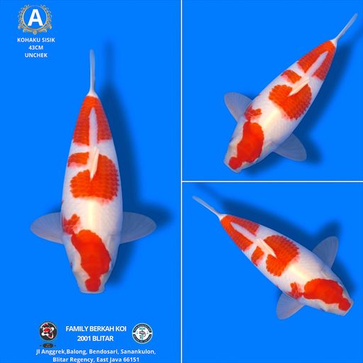 Lelang Koi Online, Jual Beli Ikan Koi, Pusat Jual Beli Koi, Info Lelang Koi Hari Ini, Platform Jual Beli Koi, Jual Beli Ikan Koi Online, Marketplace Ikan Koi, Jual Koi Terbaik, Tempat Beli Koi Berkualitas, Pasar Ikan Koi Online Terpercaya, Penjual Ikan Koi Terpercaya, Beli Koi Hias Online, Ikan Koi untuk Dijual, Koi Kualitas Terbaik, Toko Online Ikan Koi, Koi Hias Untuk Dijual, Jual Beli Ikan Koi Lokal, Koi Indonesia Online, Pusat Jual Beli Koi Terbesar