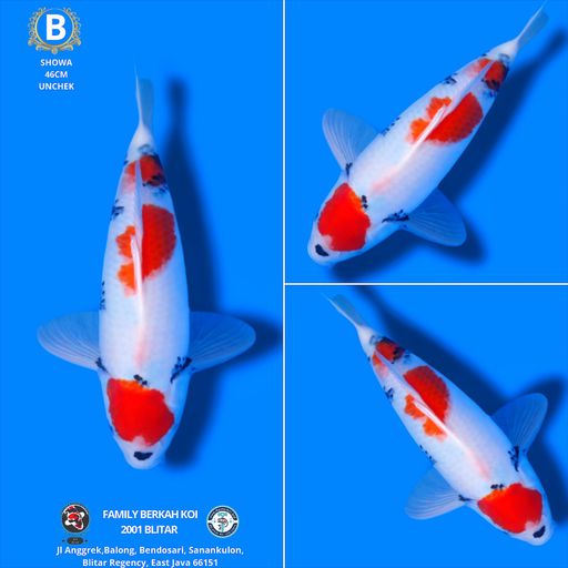 Lelang Koi Online, Jual Beli Ikan Koi, Pusat Jual Beli Koi, Info Lelang Koi Hari Ini, Platform Jual Beli Koi, Jual Beli Ikan Koi Online, Marketplace Ikan Koi, Jual Koi Terbaik, Tempat Beli Koi Berkualitas, Pasar Ikan Koi Online Terpercaya, Penjual Ikan Koi Terpercaya, Beli Koi Hias Online, Ikan Koi untuk Dijual, Koi Kualitas Terbaik, Toko Online Ikan Koi, Koi Hias Untuk Dijual, Jual Beli Ikan Koi Lokal, Koi Indonesia Online, Pusat Jual Beli Koi Terbesar