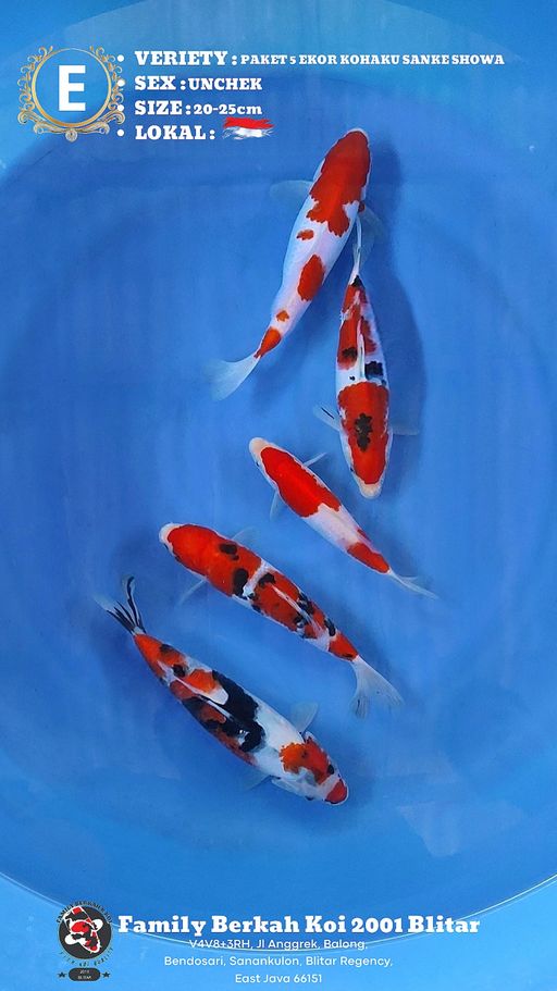 Lelang Koi Online, Jual Beli Ikan Koi, Pusat Jual Beli Koi, Info Lelang Koi Hari Ini, Platform Jual Beli Koi, Jual Beli Ikan Koi Online, Marketplace Ikan Koi, Jual Koi Terbaik, Tempat Beli Koi Berkualitas, Pasar Ikan Koi Online Terpercaya, Penjual Ikan Koi Terpercaya, Beli Koi Hias Online, Ikan Koi untuk Dijual, Koi Kualitas Terbaik, Toko Online Ikan Koi, Koi Hias Untuk Dijual, Jual Beli Ikan Koi Lokal, Koi Indonesia Online, Pusat Jual Beli Koi Terbesar
