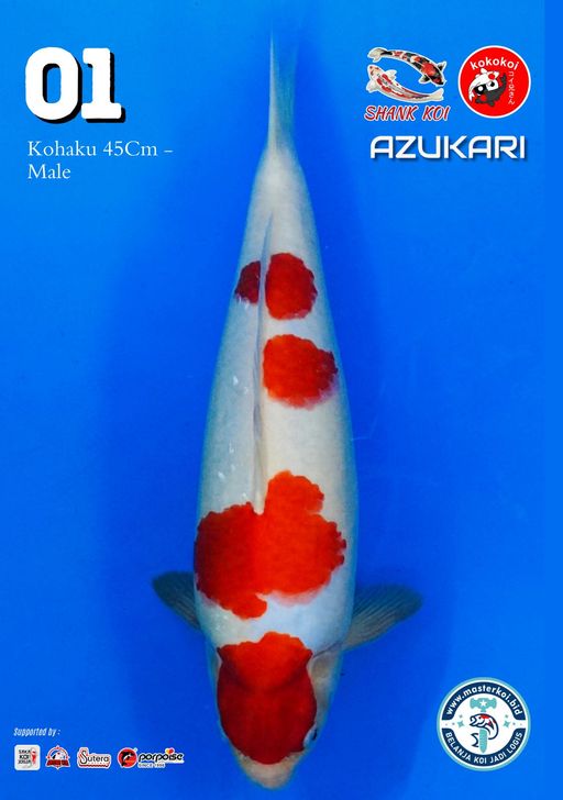 Lelang Koi Online, Jual Beli Ikan Koi, Pusat Jual Beli Koi, Info Lelang Koi Hari Ini, Platform Jual Beli Koi, Jual Beli Ikan Koi Online, Marketplace Ikan Koi, Jual Koi Terbaik, Tempat Beli Koi Berkualitas, Pasar Ikan Koi Online Terpercaya, Penjual Ikan Koi Terpercaya, Beli Koi Hias Online, Ikan Koi untuk Dijual, Koi Kualitas Terbaik, Toko Online Ikan Koi, Koi Hias Untuk Dijual, Jual Beli Ikan Koi Lokal, Koi Indonesia Online, Pusat Jual Beli Koi Terbesar