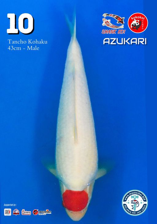 Lelang Koi Online, Jual Beli Ikan Koi, Pusat Jual Beli Koi, Info Lelang Koi Hari Ini, Platform Jual Beli Koi, Jual Beli Ikan Koi Online, Marketplace Ikan Koi, Jual Koi Terbaik, Tempat Beli Koi Berkualitas, Pasar Ikan Koi Online Terpercaya, Penjual Ikan Koi Terpercaya, Beli Koi Hias Online, Ikan Koi untuk Dijual, Koi Kualitas Terbaik, Toko Online Ikan Koi, Koi Hias Untuk Dijual, Jual Beli Ikan Koi Lokal, Koi Indonesia Online, Pusat Jual Beli Koi Terbesar