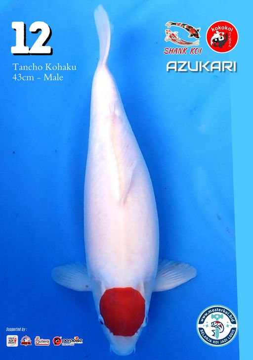 Lelang Koi Online, Jual Beli Ikan Koi, Pusat Jual Beli Koi, Info Lelang Koi Hari Ini, Platform Jual Beli Koi, Jual Beli Ikan Koi Online, Marketplace Ikan Koi, Jual Koi Terbaik, Tempat Beli Koi Berkualitas, Pasar Ikan Koi Online Terpercaya, Penjual Ikan Koi Terpercaya, Beli Koi Hias Online, Ikan Koi untuk Dijual, Koi Kualitas Terbaik, Toko Online Ikan Koi, Koi Hias Untuk Dijual, Jual Beli Ikan Koi Lokal, Koi Indonesia Online, Pusat Jual Beli Koi Terbesar