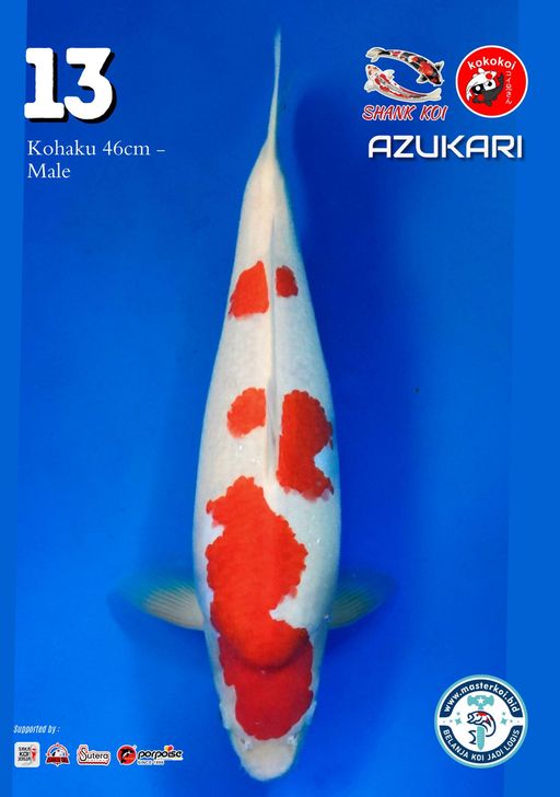 Lelang Koi Online, Jual Beli Ikan Koi, Pusat Jual Beli Koi, Info Lelang Koi Hari Ini, Platform Jual Beli Koi, Jual Beli Ikan Koi Online, Marketplace Ikan Koi, Jual Koi Terbaik, Tempat Beli Koi Berkualitas, Pasar Ikan Koi Online Terpercaya, Penjual Ikan Koi Terpercaya, Beli Koi Hias Online, Ikan Koi untuk Dijual, Koi Kualitas Terbaik, Toko Online Ikan Koi, Koi Hias Untuk Dijual, Jual Beli Ikan Koi Lokal, Koi Indonesia Online, Pusat Jual Beli Koi Terbesar