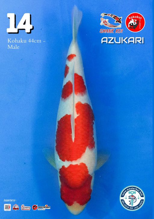 Lelang Koi Online, Jual Beli Ikan Koi, Pusat Jual Beli Koi, Info Lelang Koi Hari Ini, Platform Jual Beli Koi, Jual Beli Ikan Koi Online, Marketplace Ikan Koi, Jual Koi Terbaik, Tempat Beli Koi Berkualitas, Pasar Ikan Koi Online Terpercaya, Penjual Ikan Koi Terpercaya, Beli Koi Hias Online, Ikan Koi untuk Dijual, Koi Kualitas Terbaik, Toko Online Ikan Koi, Koi Hias Untuk Dijual, Jual Beli Ikan Koi Lokal, Koi Indonesia Online, Pusat Jual Beli Koi Terbesar