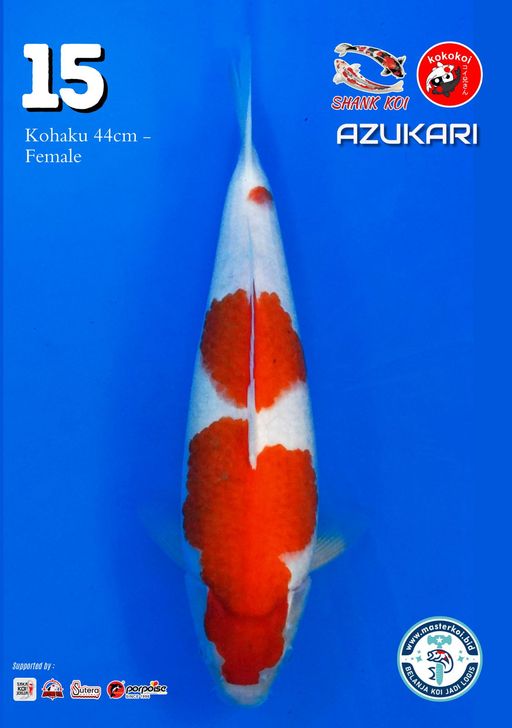 Lelang Koi Online, Jual Beli Ikan Koi, Pusat Jual Beli Koi, Info Lelang Koi Hari Ini, Platform Jual Beli Koi, Jual Beli Ikan Koi Online, Marketplace Ikan Koi, Jual Koi Terbaik, Tempat Beli Koi Berkualitas, Pasar Ikan Koi Online Terpercaya, Penjual Ikan Koi Terpercaya, Beli Koi Hias Online, Ikan Koi untuk Dijual, Koi Kualitas Terbaik, Toko Online Ikan Koi, Koi Hias Untuk Dijual, Jual Beli Ikan Koi Lokal, Koi Indonesia Online, Pusat Jual Beli Koi Terbesar