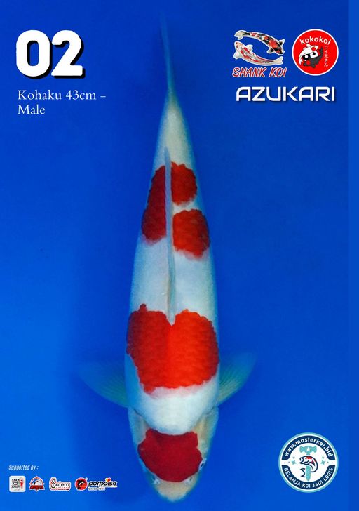 Lelang Koi Online, Jual Beli Ikan Koi, Pusat Jual Beli Koi, Info Lelang Koi Hari Ini, Platform Jual Beli Koi, Jual Beli Ikan Koi Online, Marketplace Ikan Koi, Jual Koi Terbaik, Tempat Beli Koi Berkualitas, Pasar Ikan Koi Online Terpercaya, Penjual Ikan Koi Terpercaya, Beli Koi Hias Online, Ikan Koi untuk Dijual, Koi Kualitas Terbaik, Toko Online Ikan Koi, Koi Hias Untuk Dijual, Jual Beli Ikan Koi Lokal, Koi Indonesia Online, Pusat Jual Beli Koi Terbesar