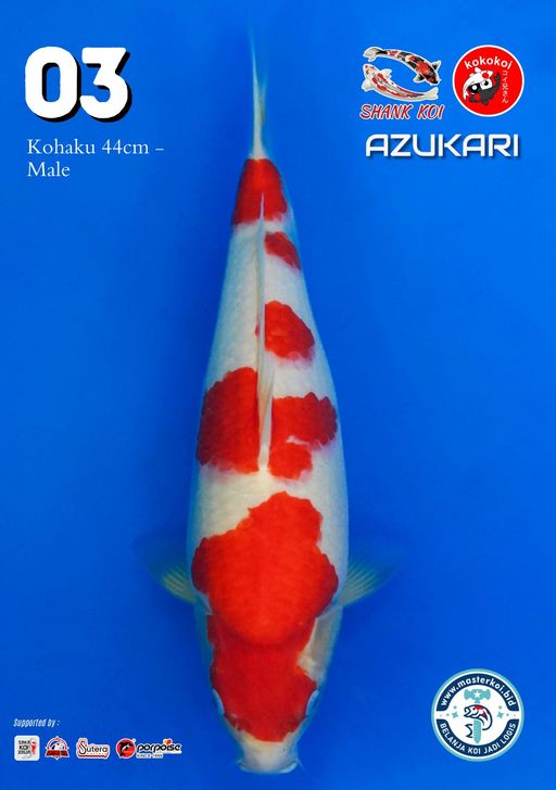 Lelang Koi Online, Jual Beli Ikan Koi, Pusat Jual Beli Koi, Info Lelang Koi Hari Ini, Platform Jual Beli Koi, Jual Beli Ikan Koi Online, Marketplace Ikan Koi, Jual Koi Terbaik, Tempat Beli Koi Berkualitas, Pasar Ikan Koi Online Terpercaya, Penjual Ikan Koi Terpercaya, Beli Koi Hias Online, Ikan Koi untuk Dijual, Koi Kualitas Terbaik, Toko Online Ikan Koi, Koi Hias Untuk Dijual, Jual Beli Ikan Koi Lokal, Koi Indonesia Online, Pusat Jual Beli Koi Terbesar
