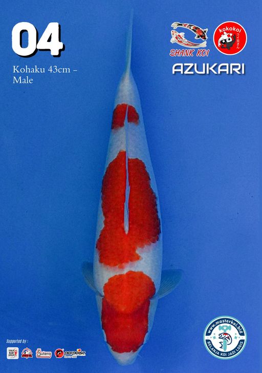 Lelang Koi Online, Jual Beli Ikan Koi, Pusat Jual Beli Koi, Info Lelang Koi Hari Ini, Platform Jual Beli Koi, Jual Beli Ikan Koi Online, Marketplace Ikan Koi, Jual Koi Terbaik, Tempat Beli Koi Berkualitas, Pasar Ikan Koi Online Terpercaya, Penjual Ikan Koi Terpercaya, Beli Koi Hias Online, Ikan Koi untuk Dijual, Koi Kualitas Terbaik, Toko Online Ikan Koi, Koi Hias Untuk Dijual, Jual Beli Ikan Koi Lokal, Koi Indonesia Online, Pusat Jual Beli Koi Terbesar