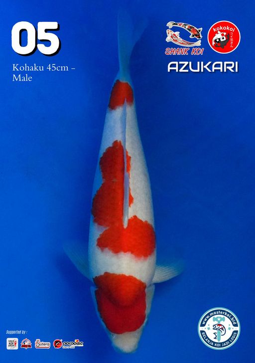 Lelang Koi Online, Jual Beli Ikan Koi, Pusat Jual Beli Koi, Info Lelang Koi Hari Ini, Platform Jual Beli Koi, Jual Beli Ikan Koi Online, Marketplace Ikan Koi, Jual Koi Terbaik, Tempat Beli Koi Berkualitas, Pasar Ikan Koi Online Terpercaya, Penjual Ikan Koi Terpercaya, Beli Koi Hias Online, Ikan Koi untuk Dijual, Koi Kualitas Terbaik, Toko Online Ikan Koi, Koi Hias Untuk Dijual, Jual Beli Ikan Koi Lokal, Koi Indonesia Online, Pusat Jual Beli Koi Terbesar