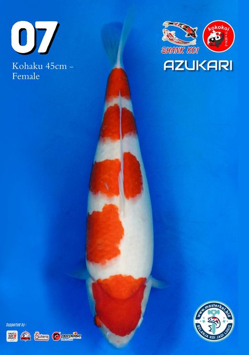 Lelang Koi Online, Jual Beli Ikan Koi, Pusat Jual Beli Koi, Info Lelang Koi Hari Ini, Platform Jual Beli Koi, Jual Beli Ikan Koi Online, Marketplace Ikan Koi, Jual Koi Terbaik, Tempat Beli Koi Berkualitas, Pasar Ikan Koi Online Terpercaya, Penjual Ikan Koi Terpercaya, Beli Koi Hias Online, Ikan Koi untuk Dijual, Koi Kualitas Terbaik, Toko Online Ikan Koi, Koi Hias Untuk Dijual, Jual Beli Ikan Koi Lokal, Koi Indonesia Online, Pusat Jual Beli Koi Terbesar