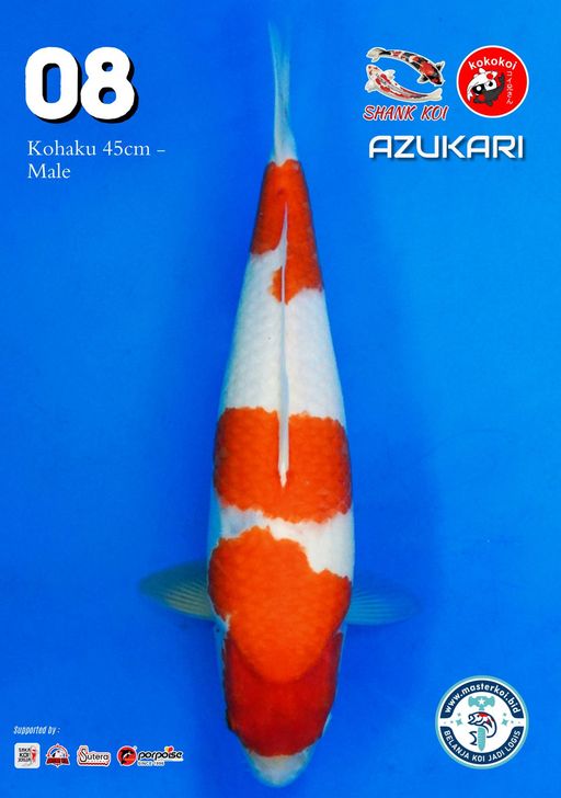 Lelang Koi Online, Jual Beli Ikan Koi, Pusat Jual Beli Koi, Info Lelang Koi Hari Ini, Platform Jual Beli Koi, Jual Beli Ikan Koi Online, Marketplace Ikan Koi, Jual Koi Terbaik, Tempat Beli Koi Berkualitas, Pasar Ikan Koi Online Terpercaya, Penjual Ikan Koi Terpercaya, Beli Koi Hias Online, Ikan Koi untuk Dijual, Koi Kualitas Terbaik, Toko Online Ikan Koi, Koi Hias Untuk Dijual, Jual Beli Ikan Koi Lokal, Koi Indonesia Online, Pusat Jual Beli Koi Terbesar