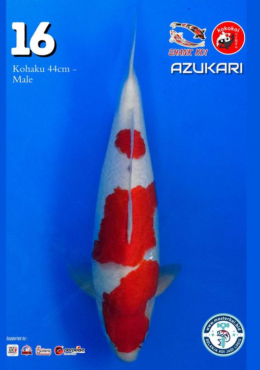 Lelang Koi Online, Jual Beli Ikan Koi, Pusat Jual Beli Koi, Info Lelang Koi Hari Ini, Platform Jual Beli Koi, Jual Beli Ikan Koi Online, Marketplace Ikan Koi, Jual Koi Terbaik, Tempat Beli Koi Berkualitas, Pasar Ikan Koi Online Terpercaya, Penjual Ikan Koi Terpercaya, Beli Koi Hias Online, Ikan Koi untuk Dijual, Koi Kualitas Terbaik, Toko Online Ikan Koi, Koi Hias Untuk Dijual, Jual Beli Ikan Koi Lokal, Koi Indonesia Online, Pusat Jual Beli Koi Terbesar