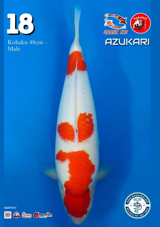 Lelang Koi Online, Jual Beli Ikan Koi, Pusat Jual Beli Koi, Info Lelang Koi Hari Ini, Platform Jual Beli Koi, Jual Beli Ikan Koi Online, Marketplace Ikan Koi, Jual Koi Terbaik, Tempat Beli Koi Berkualitas, Pasar Ikan Koi Online Terpercaya, Penjual Ikan Koi Terpercaya, Beli Koi Hias Online, Ikan Koi untuk Dijual, Koi Kualitas Terbaik, Toko Online Ikan Koi, Koi Hias Untuk Dijual, Jual Beli Ikan Koi Lokal, Koi Indonesia Online, Pusat Jual Beli Koi Terbesar