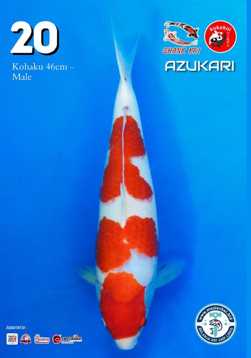 Lelang Koi Online, Jual Beli Ikan Koi, Pusat Jual Beli Koi, Info Lelang Koi Hari Ini, Platform Jual Beli Koi, Jual Beli Ikan Koi Online, Marketplace Ikan Koi, Jual Koi Terbaik, Tempat Beli Koi Berkualitas, Pasar Ikan Koi Online Terpercaya, Penjual Ikan Koi Terpercaya, Beli Koi Hias Online, Ikan Koi untuk Dijual, Koi Kualitas Terbaik, Toko Online Ikan Koi, Koi Hias Untuk Dijual, Jual Beli Ikan Koi Lokal, Koi Indonesia Online, Pusat Jual Beli Koi Terbesar