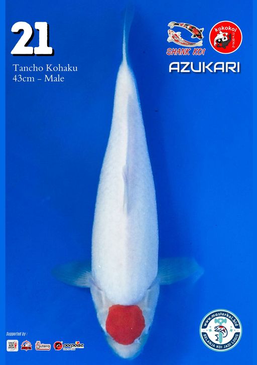 Lelang Koi Online, Jual Beli Ikan Koi, Pusat Jual Beli Koi, Info Lelang Koi Hari Ini, Platform Jual Beli Koi, Jual Beli Ikan Koi Online, Marketplace Ikan Koi, Jual Koi Terbaik, Tempat Beli Koi Berkualitas, Pasar Ikan Koi Online Terpercaya, Penjual Ikan Koi Terpercaya, Beli Koi Hias Online, Ikan Koi untuk Dijual, Koi Kualitas Terbaik, Toko Online Ikan Koi, Koi Hias Untuk Dijual, Jual Beli Ikan Koi Lokal, Koi Indonesia Online, Pusat Jual Beli Koi Terbesar