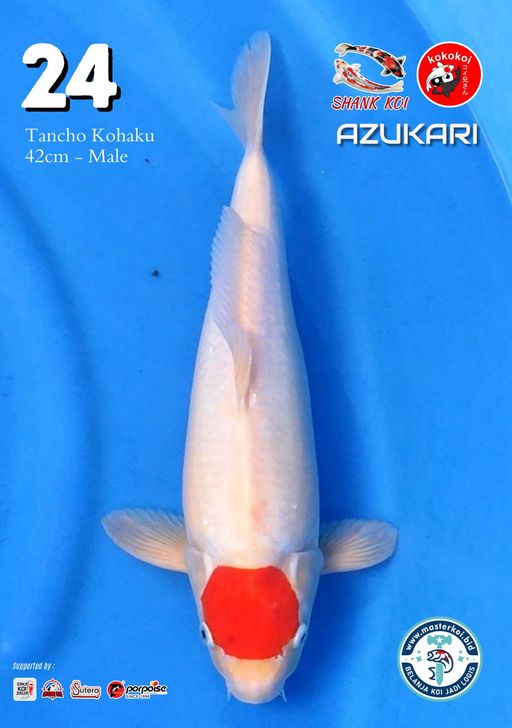 Lelang Koi Online, Jual Beli Ikan Koi, Pusat Jual Beli Koi, Info Lelang Koi Hari Ini, Platform Jual Beli Koi, Jual Beli Ikan Koi Online, Marketplace Ikan Koi, Jual Koi Terbaik, Tempat Beli Koi Berkualitas, Pasar Ikan Koi Online Terpercaya, Penjual Ikan Koi Terpercaya, Beli Koi Hias Online, Ikan Koi untuk Dijual, Koi Kualitas Terbaik, Toko Online Ikan Koi, Koi Hias Untuk Dijual, Jual Beli Ikan Koi Lokal, Koi Indonesia Online, Pusat Jual Beli Koi Terbesar
