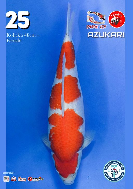 Lelang Koi Online, Jual Beli Ikan Koi, Pusat Jual Beli Koi, Info Lelang Koi Hari Ini, Platform Jual Beli Koi, Jual Beli Ikan Koi Online, Marketplace Ikan Koi, Jual Koi Terbaik, Tempat Beli Koi Berkualitas, Pasar Ikan Koi Online Terpercaya, Penjual Ikan Koi Terpercaya, Beli Koi Hias Online, Ikan Koi untuk Dijual, Koi Kualitas Terbaik, Toko Online Ikan Koi, Koi Hias Untuk Dijual, Jual Beli Ikan Koi Lokal, Koi Indonesia Online, Pusat Jual Beli Koi Terbesar
