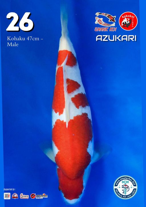 Lelang Koi Online, Jual Beli Ikan Koi, Pusat Jual Beli Koi, Info Lelang Koi Hari Ini, Platform Jual Beli Koi, Jual Beli Ikan Koi Online, Marketplace Ikan Koi, Jual Koi Terbaik, Tempat Beli Koi Berkualitas, Pasar Ikan Koi Online Terpercaya, Penjual Ikan Koi Terpercaya, Beli Koi Hias Online, Ikan Koi untuk Dijual, Koi Kualitas Terbaik, Toko Online Ikan Koi, Koi Hias Untuk Dijual, Jual Beli Ikan Koi Lokal, Koi Indonesia Online, Pusat Jual Beli Koi Terbesar