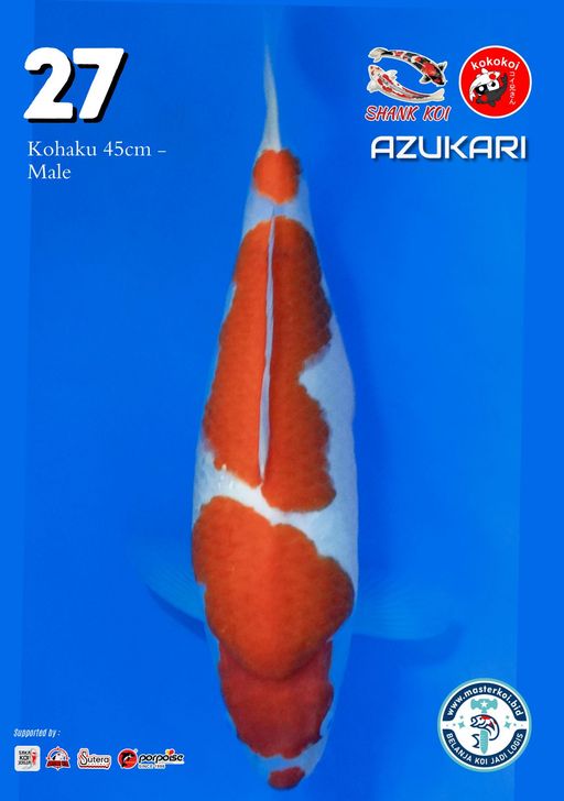 Lelang Koi Online, Jual Beli Ikan Koi, Pusat Jual Beli Koi, Info Lelang Koi Hari Ini, Platform Jual Beli Koi, Jual Beli Ikan Koi Online, Marketplace Ikan Koi, Jual Koi Terbaik, Tempat Beli Koi Berkualitas, Pasar Ikan Koi Online Terpercaya, Penjual Ikan Koi Terpercaya, Beli Koi Hias Online, Ikan Koi untuk Dijual, Koi Kualitas Terbaik, Toko Online Ikan Koi, Koi Hias Untuk Dijual, Jual Beli Ikan Koi Lokal, Koi Indonesia Online, Pusat Jual Beli Koi Terbesar