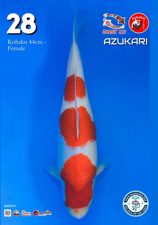 Lelang Koi Online, Jual Beli Ikan Koi, Pusat Jual Beli Koi, Info Lelang Koi Hari Ini, Platform Jual Beli Koi, Jual Beli Ikan Koi Online, Marketplace Ikan Koi, Jual Koi Terbaik, Tempat Beli Koi Berkualitas, Pasar Ikan Koi Online Terpercaya, Penjual Ikan Koi Terpercaya, Beli Koi Hias Online, Ikan Koi untuk Dijual, Koi Kualitas Terbaik, Toko Online Ikan Koi, Koi Hias Untuk Dijual, Jual Beli Ikan Koi Lokal, Koi Indonesia Online, Pusat Jual Beli Koi Terbesar