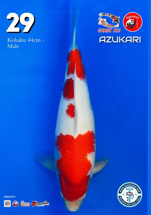 Lelang Koi Online, Jual Beli Ikan Koi, Pusat Jual Beli Koi, Info Lelang Koi Hari Ini, Platform Jual Beli Koi, Jual Beli Ikan Koi Online, Marketplace Ikan Koi, Jual Koi Terbaik, Tempat Beli Koi Berkualitas, Pasar Ikan Koi Online Terpercaya, Penjual Ikan Koi Terpercaya, Beli Koi Hias Online, Ikan Koi untuk Dijual, Koi Kualitas Terbaik, Toko Online Ikan Koi, Koi Hias Untuk Dijual, Jual Beli Ikan Koi Lokal, Koi Indonesia Online, Pusat Jual Beli Koi Terbesar