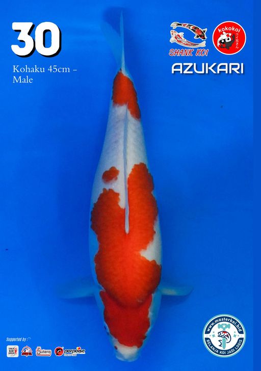 Lelang Koi Online, Jual Beli Ikan Koi, Pusat Jual Beli Koi, Info Lelang Koi Hari Ini, Platform Jual Beli Koi, Jual Beli Ikan Koi Online, Marketplace Ikan Koi, Jual Koi Terbaik, Tempat Beli Koi Berkualitas, Pasar Ikan Koi Online Terpercaya, Penjual Ikan Koi Terpercaya, Beli Koi Hias Online, Ikan Koi untuk Dijual, Koi Kualitas Terbaik, Toko Online Ikan Koi, Koi Hias Untuk Dijual, Jual Beli Ikan Koi Lokal, Koi Indonesia Online, Pusat Jual Beli Koi Terbesar