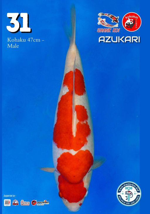 Lelang Koi Online, Jual Beli Ikan Koi, Pusat Jual Beli Koi, Info Lelang Koi Hari Ini, Platform Jual Beli Koi, Jual Beli Ikan Koi Online, Marketplace Ikan Koi, Jual Koi Terbaik, Tempat Beli Koi Berkualitas, Pasar Ikan Koi Online Terpercaya, Penjual Ikan Koi Terpercaya, Beli Koi Hias Online, Ikan Koi untuk Dijual, Koi Kualitas Terbaik, Toko Online Ikan Koi, Koi Hias Untuk Dijual, Jual Beli Ikan Koi Lokal, Koi Indonesia Online, Pusat Jual Beli Koi Terbesar