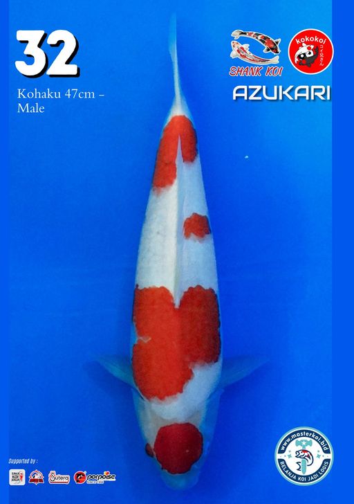 Lelang Koi Online, Jual Beli Ikan Koi, Pusat Jual Beli Koi, Info Lelang Koi Hari Ini, Platform Jual Beli Koi, Jual Beli Ikan Koi Online, Marketplace Ikan Koi, Jual Koi Terbaik, Tempat Beli Koi Berkualitas, Pasar Ikan Koi Online Terpercaya, Penjual Ikan Koi Terpercaya, Beli Koi Hias Online, Ikan Koi untuk Dijual, Koi Kualitas Terbaik, Toko Online Ikan Koi, Koi Hias Untuk Dijual, Jual Beli Ikan Koi Lokal, Koi Indonesia Online, Pusat Jual Beli Koi Terbesar