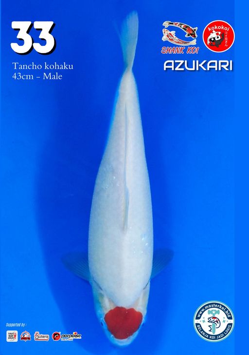Lelang Koi Online, Jual Beli Ikan Koi, Pusat Jual Beli Koi, Info Lelang Koi Hari Ini, Platform Jual Beli Koi, Jual Beli Ikan Koi Online, Marketplace Ikan Koi, Jual Koi Terbaik, Tempat Beli Koi Berkualitas, Pasar Ikan Koi Online Terpercaya, Penjual Ikan Koi Terpercaya, Beli Koi Hias Online, Ikan Koi untuk Dijual, Koi Kualitas Terbaik, Toko Online Ikan Koi, Koi Hias Untuk Dijual, Jual Beli Ikan Koi Lokal, Koi Indonesia Online, Pusat Jual Beli Koi Terbesar