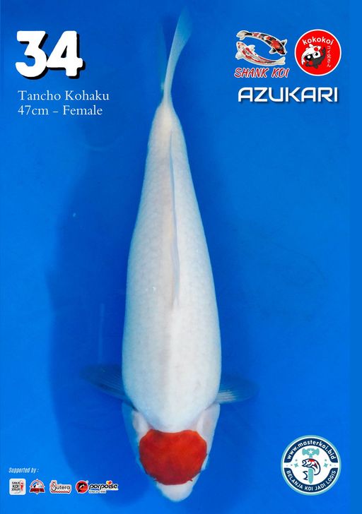 Lelang Koi Online, Jual Beli Ikan Koi, Pusat Jual Beli Koi, Info Lelang Koi Hari Ini, Platform Jual Beli Koi, Jual Beli Ikan Koi Online, Marketplace Ikan Koi, Jual Koi Terbaik, Tempat Beli Koi Berkualitas, Pasar Ikan Koi Online Terpercaya, Penjual Ikan Koi Terpercaya, Beli Koi Hias Online, Ikan Koi untuk Dijual, Koi Kualitas Terbaik, Toko Online Ikan Koi, Koi Hias Untuk Dijual, Jual Beli Ikan Koi Lokal, Koi Indonesia Online, Pusat Jual Beli Koi Terbesar