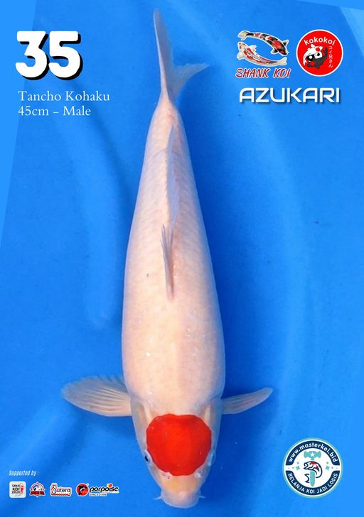 Lelang Koi Online, Jual Beli Ikan Koi, Pusat Jual Beli Koi, Info Lelang Koi Hari Ini, Platform Jual Beli Koi, Jual Beli Ikan Koi Online, Marketplace Ikan Koi, Jual Koi Terbaik, Tempat Beli Koi Berkualitas, Pasar Ikan Koi Online Terpercaya, Penjual Ikan Koi Terpercaya, Beli Koi Hias Online, Ikan Koi untuk Dijual, Koi Kualitas Terbaik, Toko Online Ikan Koi, Koi Hias Untuk Dijual, Jual Beli Ikan Koi Lokal, Koi Indonesia Online, Pusat Jual Beli Koi Terbesar