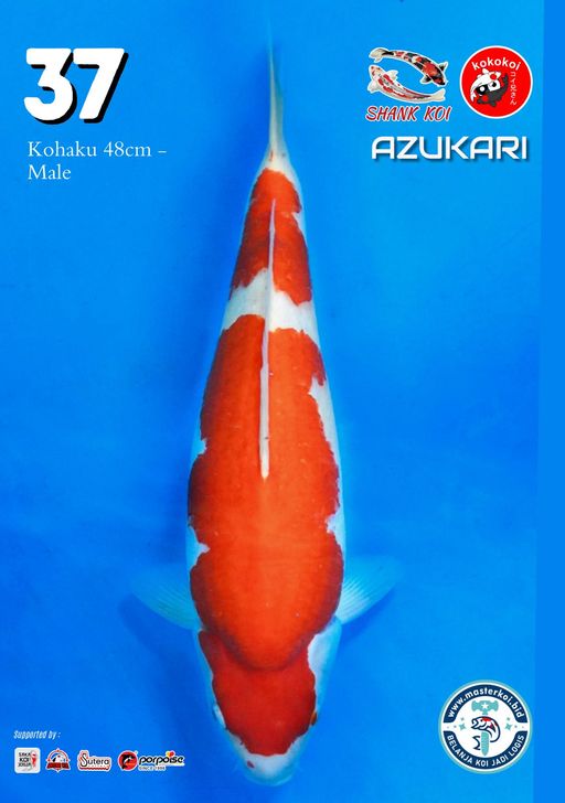 Lelang Koi Online, Jual Beli Ikan Koi, Pusat Jual Beli Koi, Info Lelang Koi Hari Ini, Platform Jual Beli Koi, Jual Beli Ikan Koi Online, Marketplace Ikan Koi, Jual Koi Terbaik, Tempat Beli Koi Berkualitas, Pasar Ikan Koi Online Terpercaya, Penjual Ikan Koi Terpercaya, Beli Koi Hias Online, Ikan Koi untuk Dijual, Koi Kualitas Terbaik, Toko Online Ikan Koi, Koi Hias Untuk Dijual, Jual Beli Ikan Koi Lokal, Koi Indonesia Online, Pusat Jual Beli Koi Terbesar
