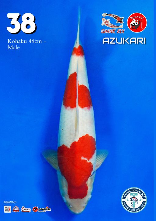 Lelang Koi Online, Jual Beli Ikan Koi, Pusat Jual Beli Koi, Info Lelang Koi Hari Ini, Platform Jual Beli Koi, Jual Beli Ikan Koi Online, Marketplace Ikan Koi, Jual Koi Terbaik, Tempat Beli Koi Berkualitas, Pasar Ikan Koi Online Terpercaya, Penjual Ikan Koi Terpercaya, Beli Koi Hias Online, Ikan Koi untuk Dijual, Koi Kualitas Terbaik, Toko Online Ikan Koi, Koi Hias Untuk Dijual, Jual Beli Ikan Koi Lokal, Koi Indonesia Online, Pusat Jual Beli Koi Terbesar